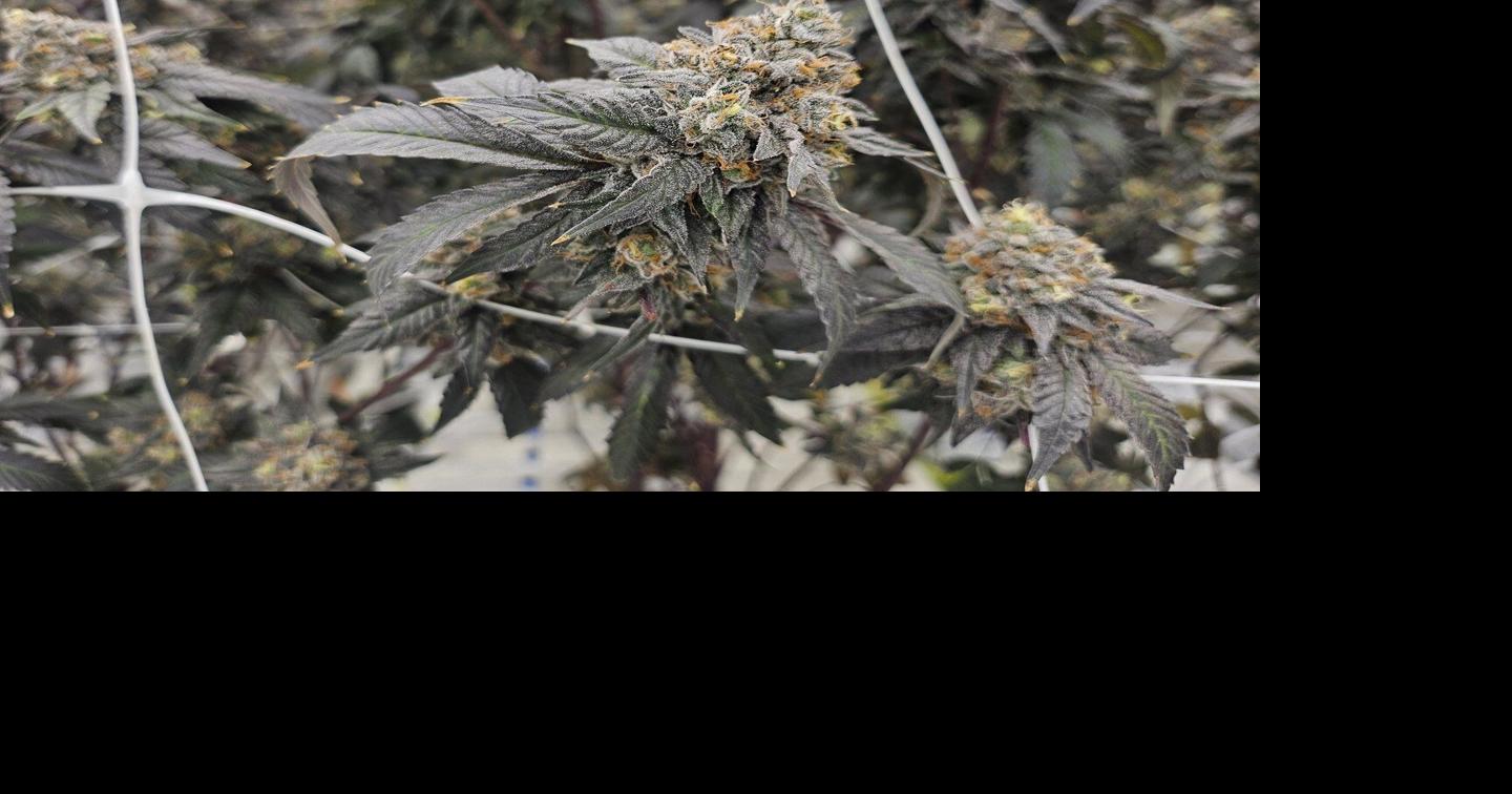 Fact File: Police unaware of any link between human trafficking, N.S. cannabis shops