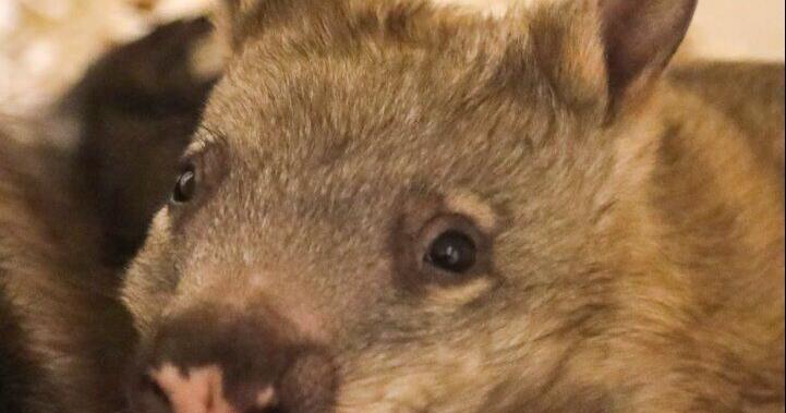 The Toronto Zoo has welcomed a new baby wombat — and you get to help choose her name - Toronto Star