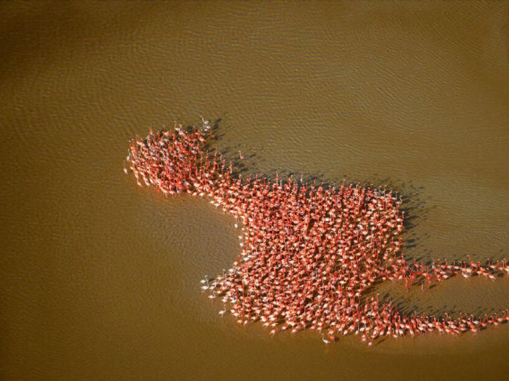 Yes, it\'s real: flamingos gather in the formation of a flamingo