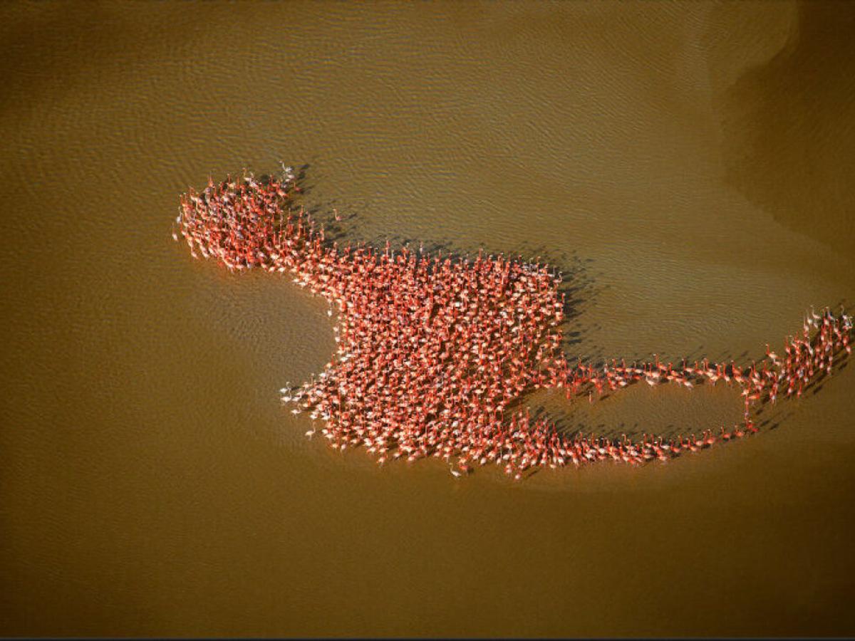 Yes, it's real: flamingos gather in the formation of a flamingo