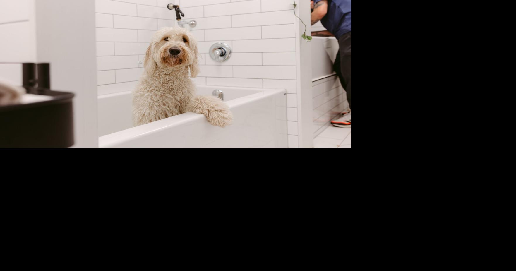 From paw massages to puppucino bars, here's where Toronto dogs get pampered
