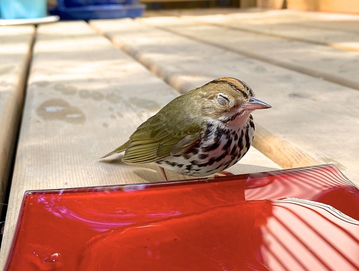 I heard the dreaded thud and found the tiny bird stunned on my