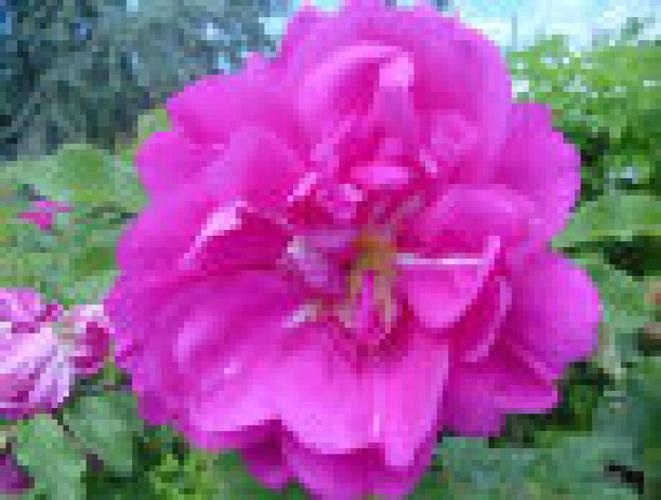 Rose Trudeau The Real Dirt: Falling for the Trudeau rose