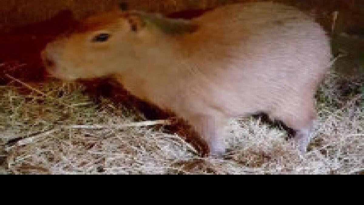 Capybara captured: runaway rodent safe at High Park Zoo