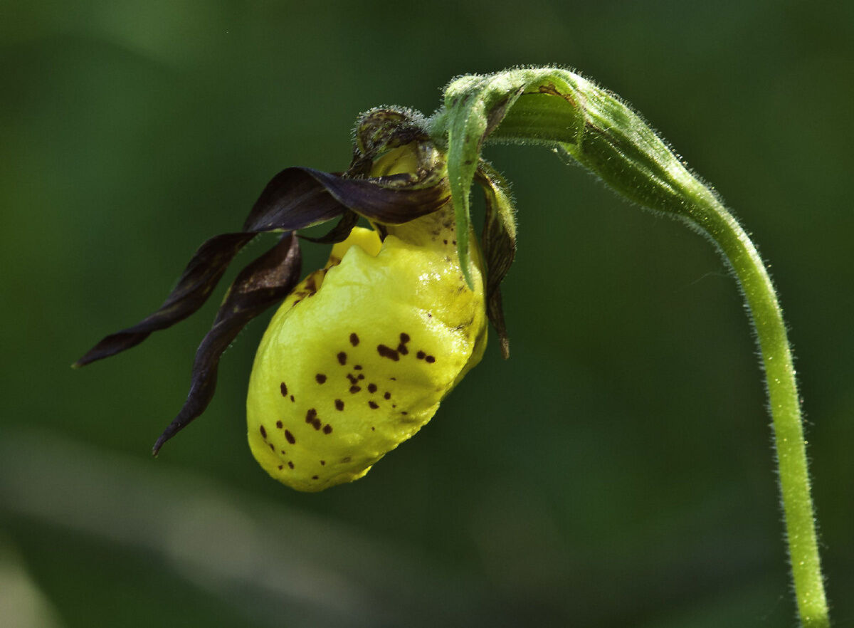 Tournament of Flowers Winner: Yellow Lady's Slipper | News from the  Minnesota Landscape Arboretum