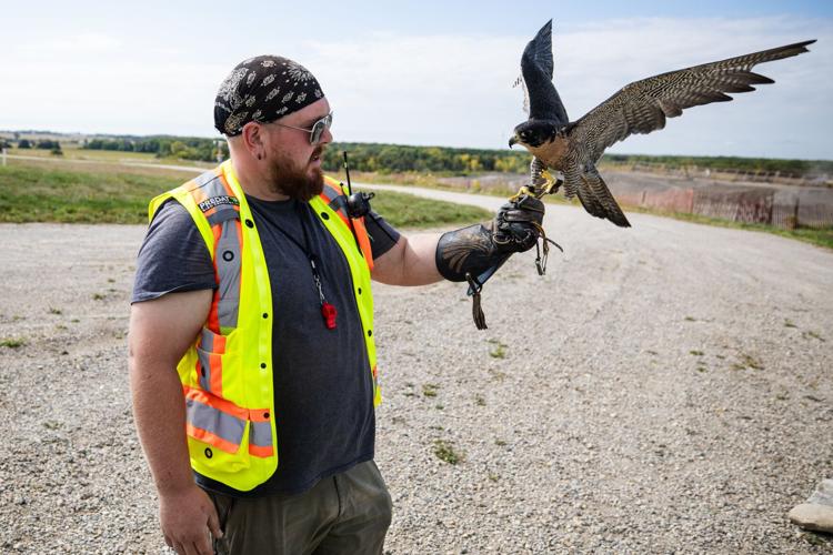Green Lane falcon.JPG