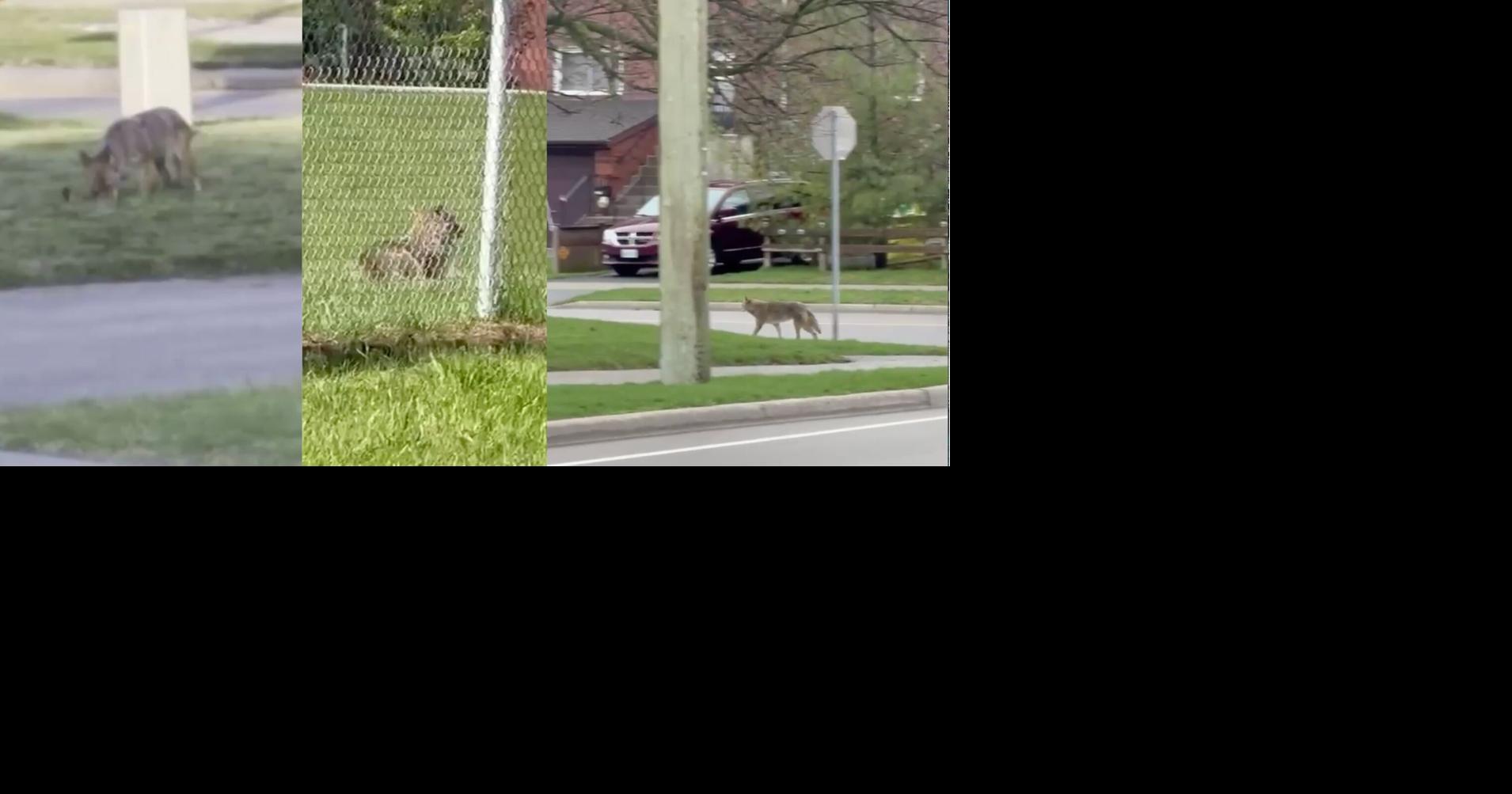 https://bloximages.chicago2.vip.townnews.com/thestar.com/content/tncms/assets/v3/editorial/f/a5/fa52f6cd-4a5f-5d5e-b549-03c278c5a4a1/6a514e1736b09.image.jpg?crop=1910%2C1003%2C0%2C41&resize=1200%2C630&order=crop%2Cresize