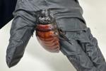 Australian cockroach kingpin caught with 100,000 illegal insects in record bug bust