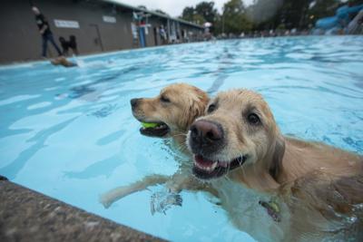 ci-dog-swim-aug30.JPG