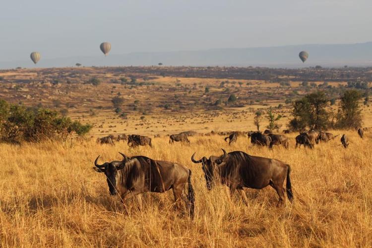 wildebeest_and_hot_air_balloons_credit_angela_dansby