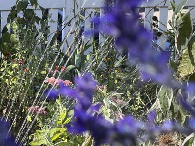 A look at the best times of day for watering, planting, pruning and other garden tasks