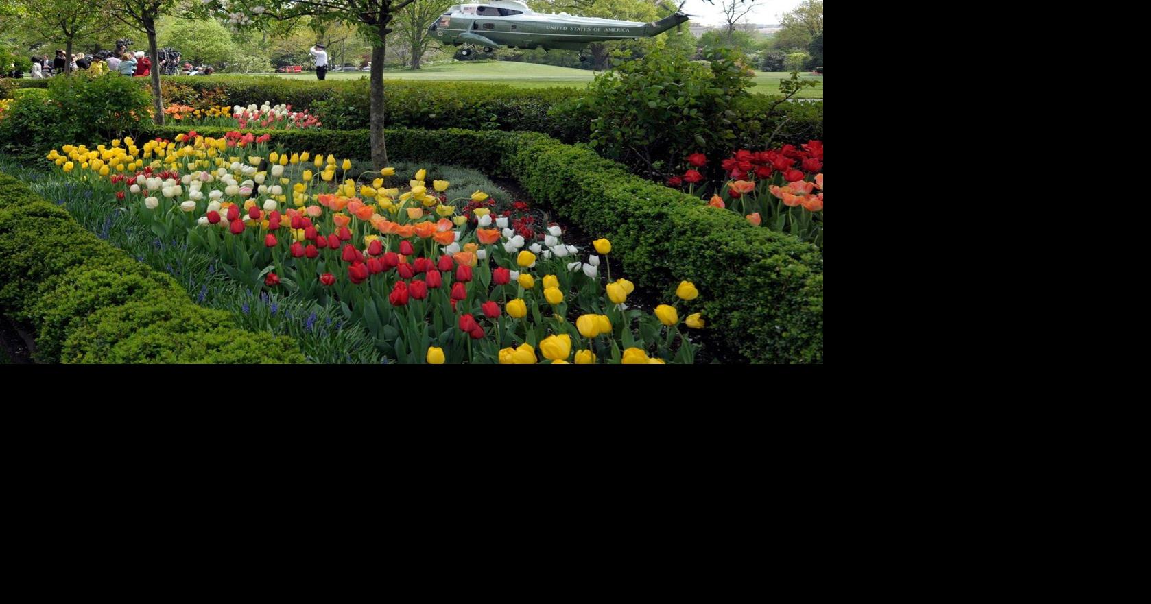 How the White House Rose Garden and its plantings have changed over the past century