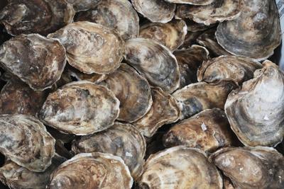 Oyster season opens in P.E.I. for first time since detection of MSX parasite