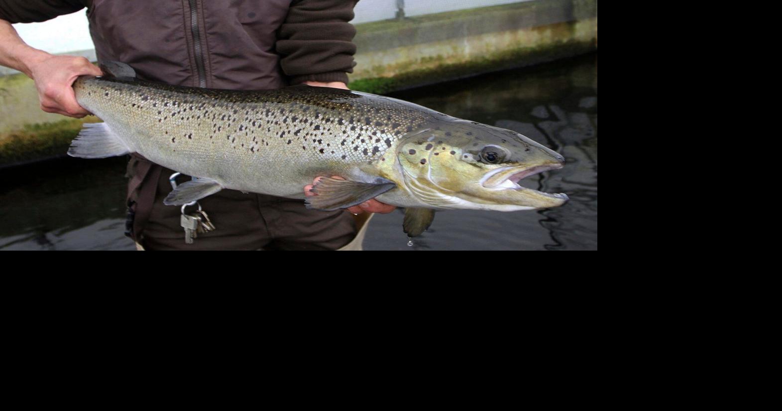 Maine River Reopens to Endangered Salmon After Dam Removal