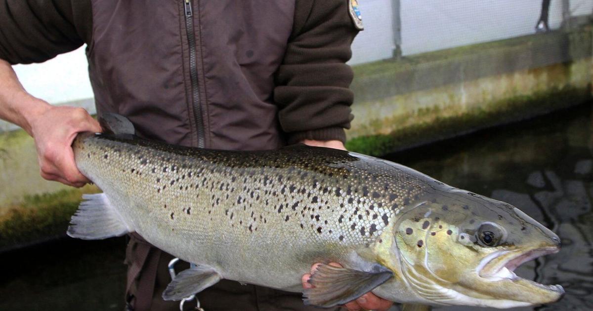 Maine River Reopens to Endangered Salmon After Dam Removal