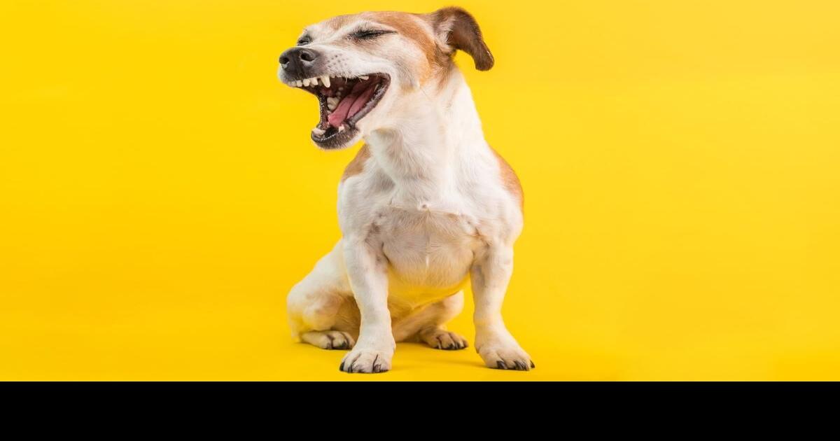 My dog sneezes during obedience training. Does this mean he’s stressed?