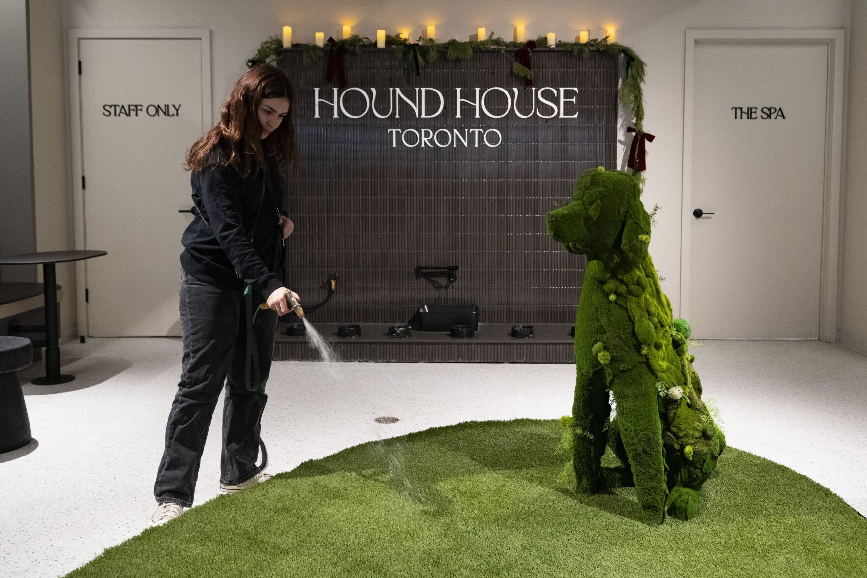 This new canine social club combines two Toronto passions: hustle ...