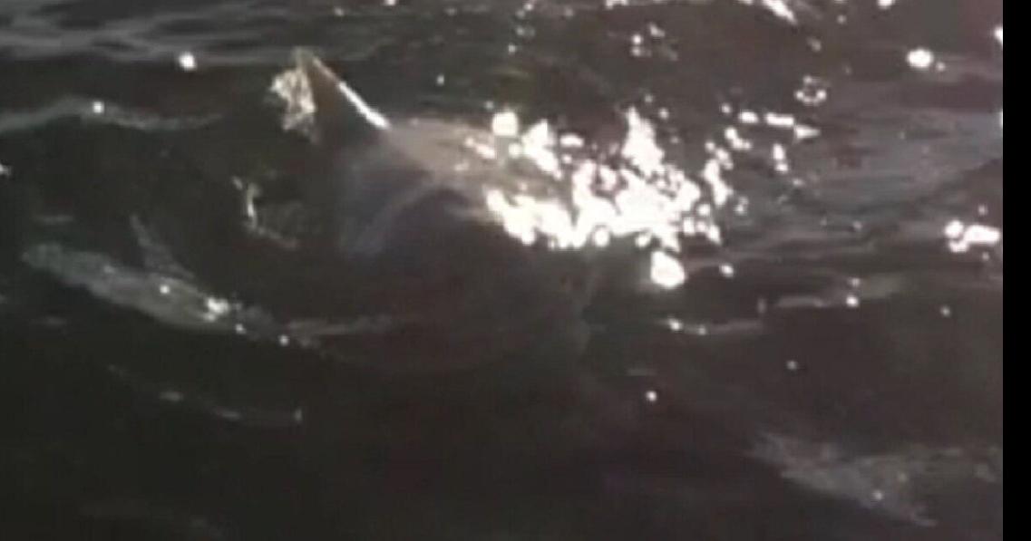 Lake Ontario 'shark' video prompts warning from Liberal minister