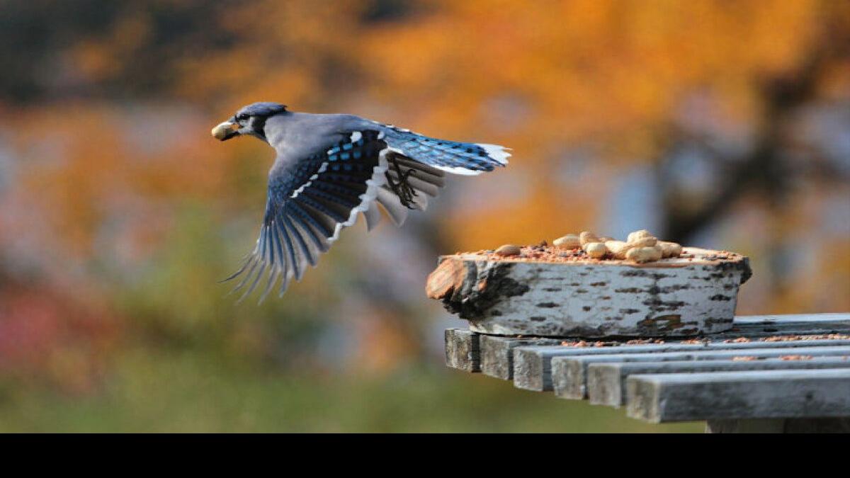 Meet the blue jay, the intelligent rascal of the bird world