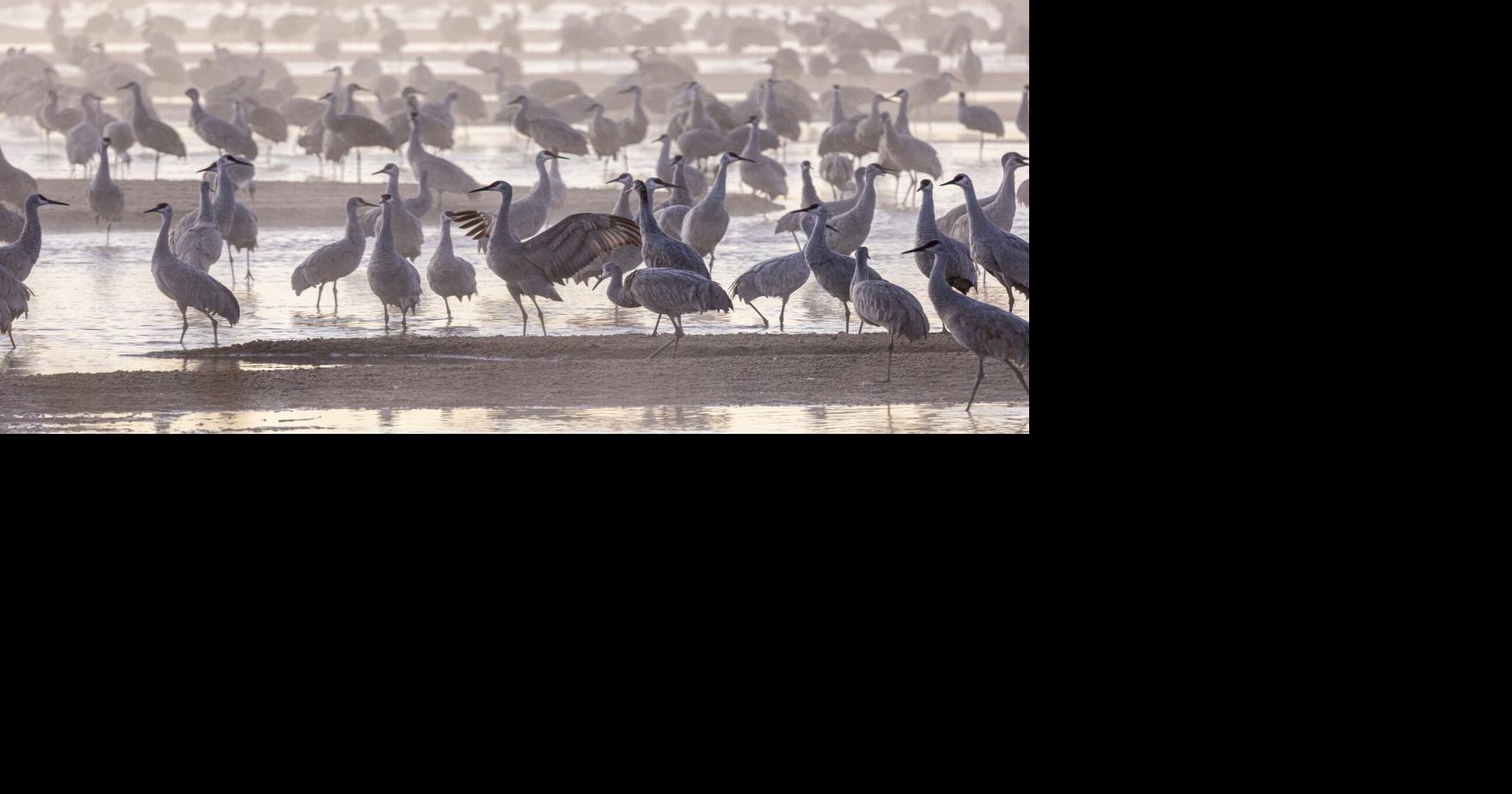 I joined the ‘craniacs’ witnessing one of the world’s great wildlife migrations, right here in North America