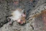 Japan's monkey sensation Punch gets thousands of birthday messages as he turns 1 on Sunday