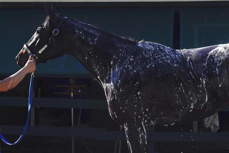 Baffert: Antifungal meds given to Medina Spirit had steroid