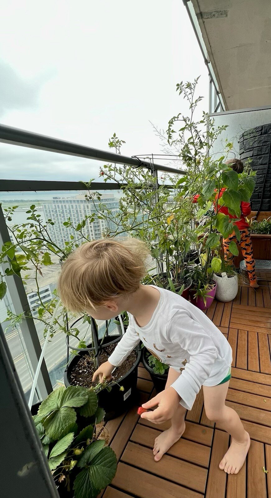 A young boy picks strawberries from a small plant on a condo balcony