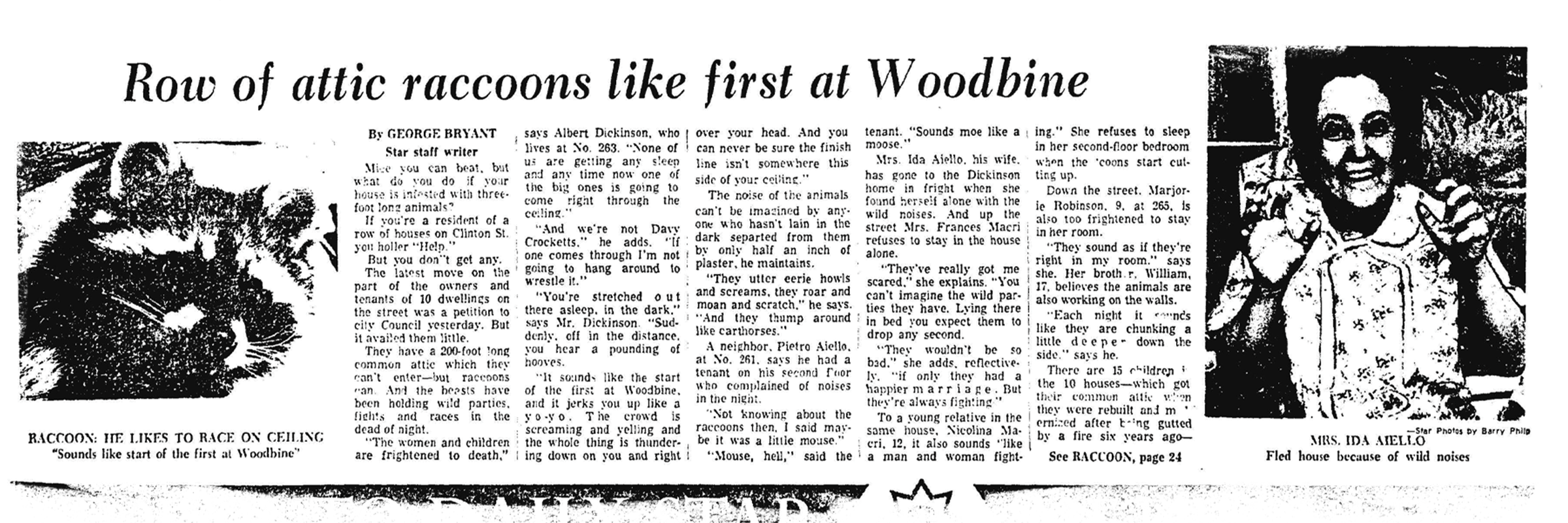 A newspaper clipping from the Daily Star from 1965-02-02. The headline reads 'Row of attic raccoons like first at Woodbine'