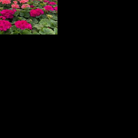 Tips from Mitchell's Nursery — Geraniums: the beloved flower that ...