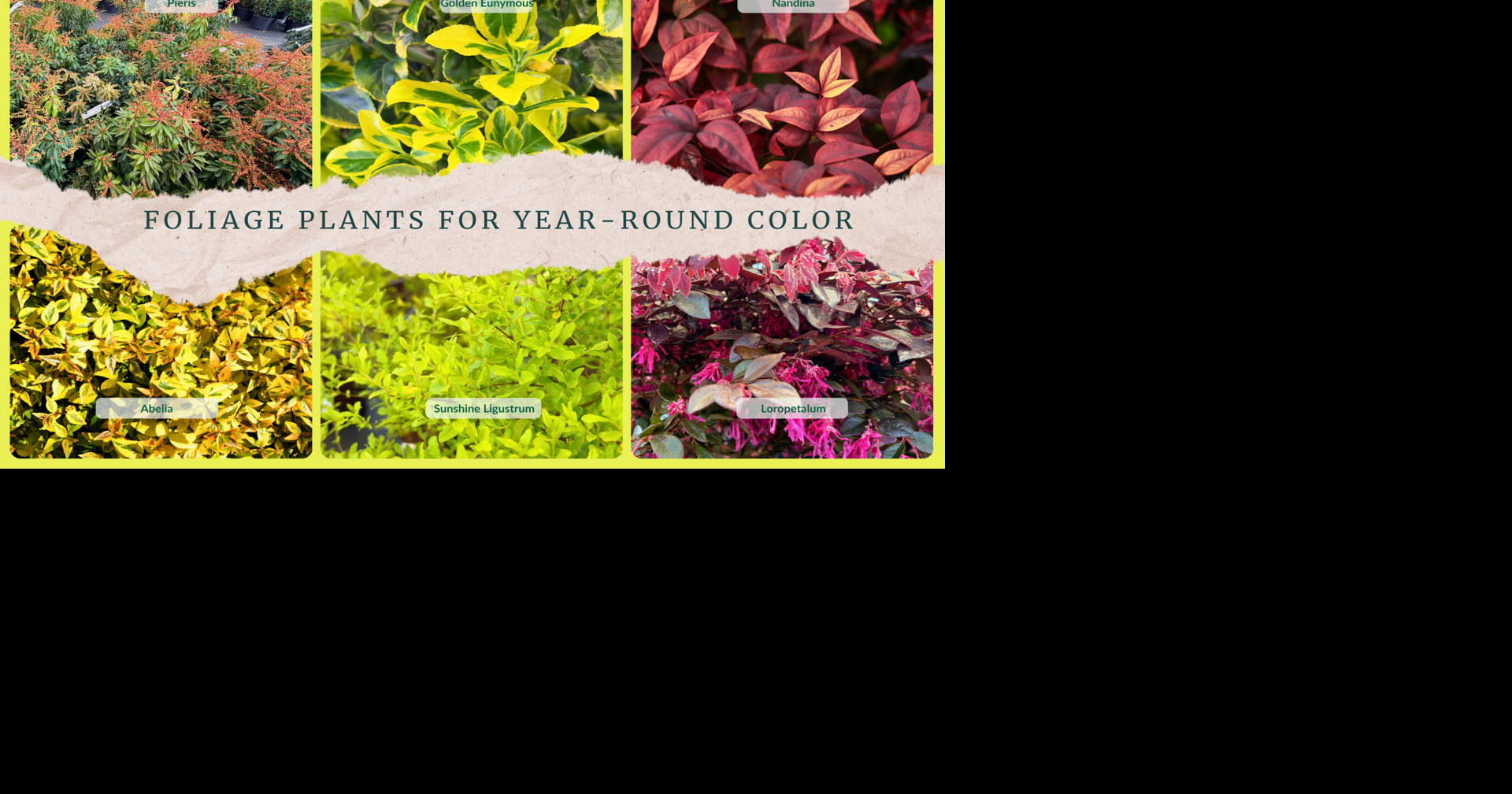 Tips from Mitchell's Nursery: Foliage plants for year-round color ...