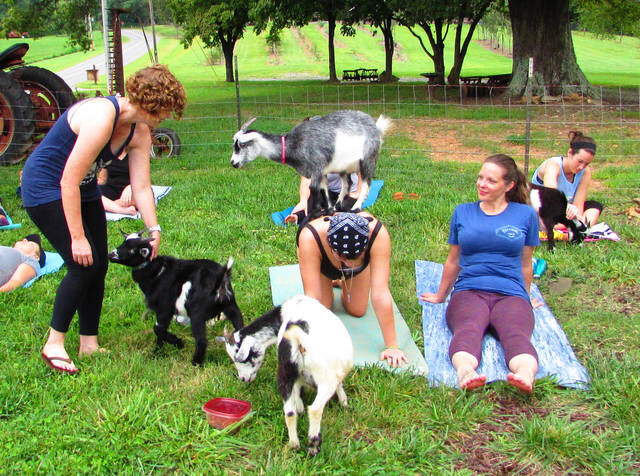 GOAT yoga set to become the latest craze as classes on Oregon farm sell out