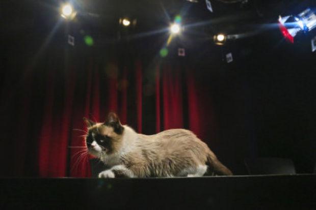 The Web S Grumpiest Cat Has Hit Her Terrible Twos Stories