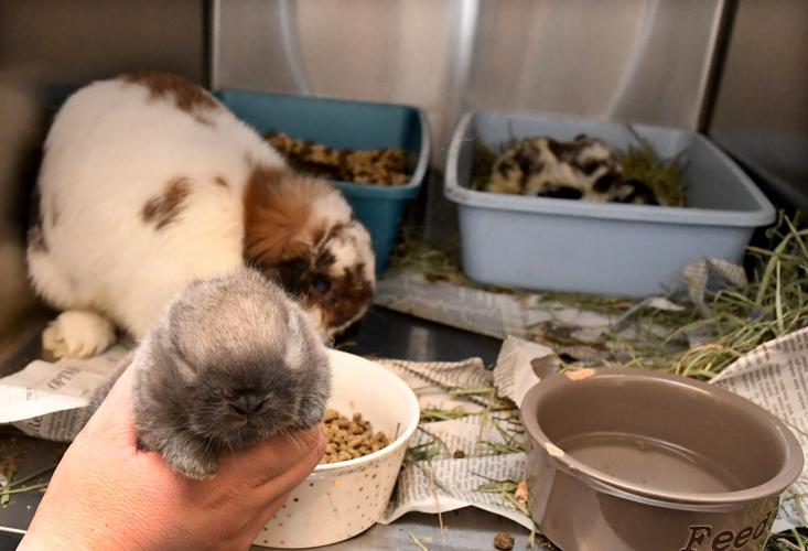 North Attleboro woman placed on pretrial probation in animal neglect ...