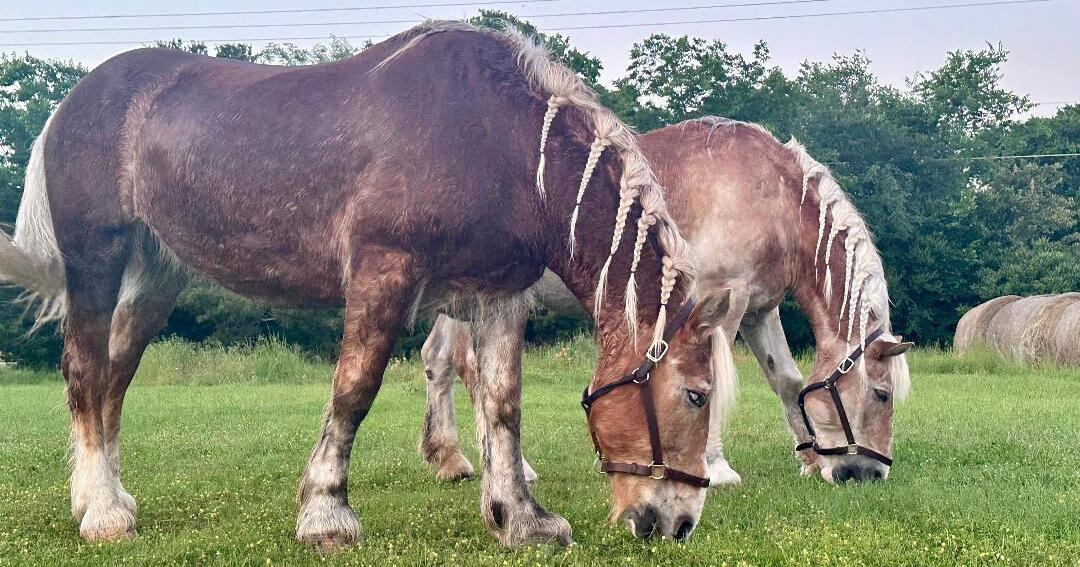 Saved blind horses ready to 'come home' to Norton sanctuary which needs to raise $10,000 to transport them - Vimarsana News