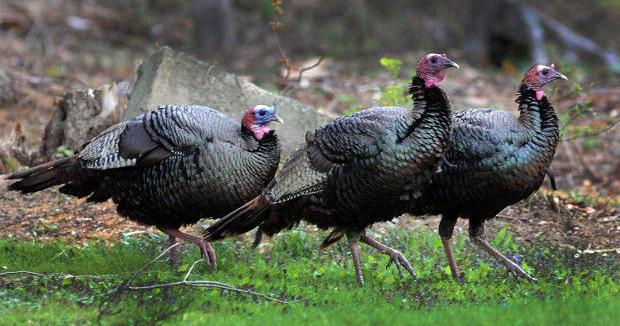 Let's talk turkeys: How to rid your property of wild birds | Stories |  thesunchronicle.com