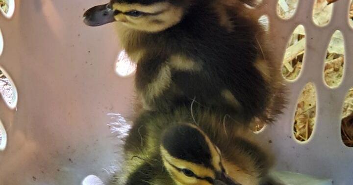 Ducklings rescued from storm drain in Norfolk | Local News ...