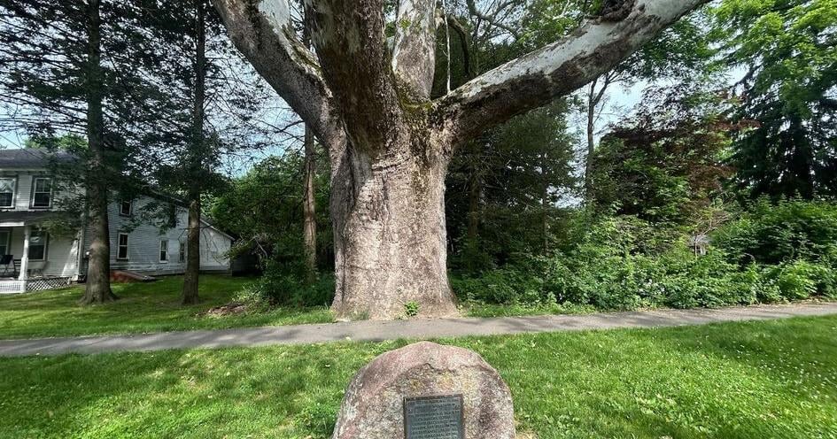 Massachusetts' largest tree is so old it was alive for Constitution signing