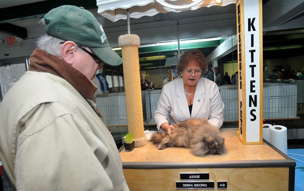  Ragdoll  Fanciers Cat  Club Winter Cat  Show  Gallery 