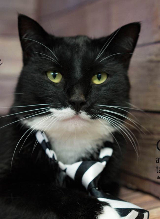 Pet Of The Week: Oreo | Pet Day | Thesunchronicle.com