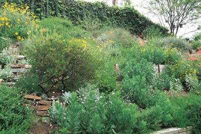 Gottlieb Native Garden A Southern California Oasis Stories Thesunchronicle Com