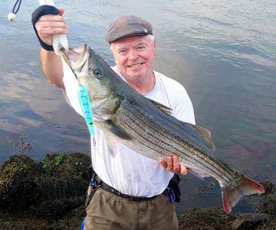 Striped bass are in along the Cape Cod Canal