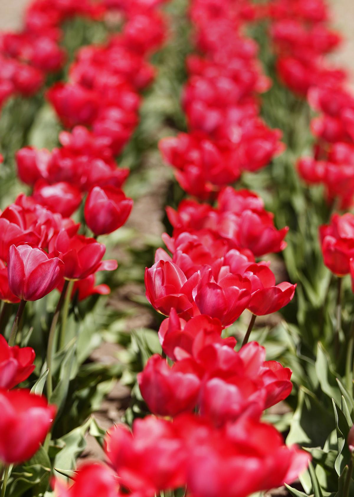 Tiptoe Through The Tulips And Pick Some Too In Rhody Stories