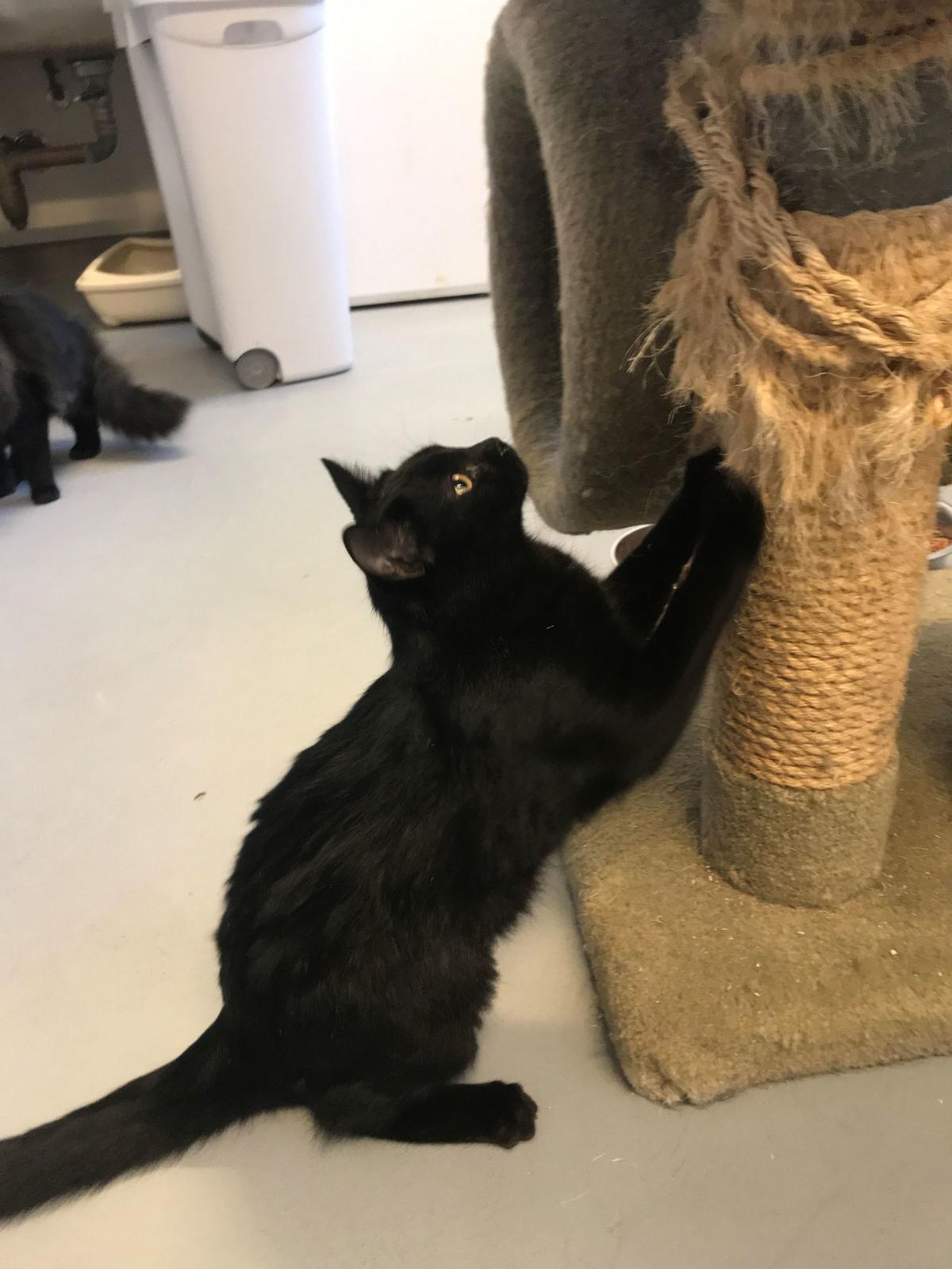 Kristina O Keefe Why Declawing Isn T Just A Nail Trim Pet Day
