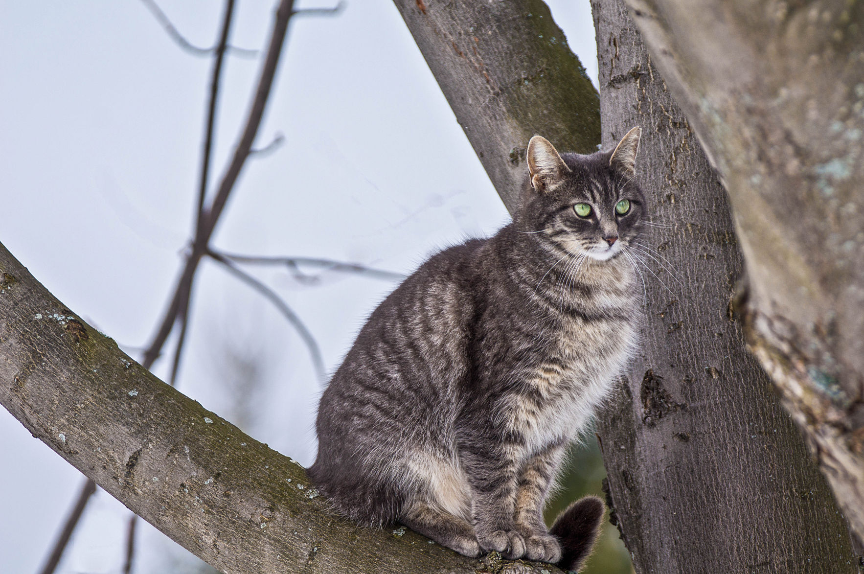 The cat climbed up the outlet tree