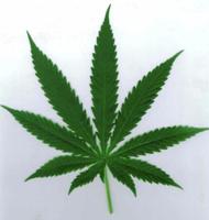 Three medical marijuana dispensaries eyeing North Attleboro