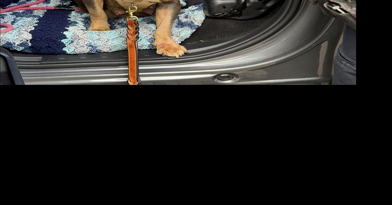 Abandoned dog prepares to give birth in Wrentham
