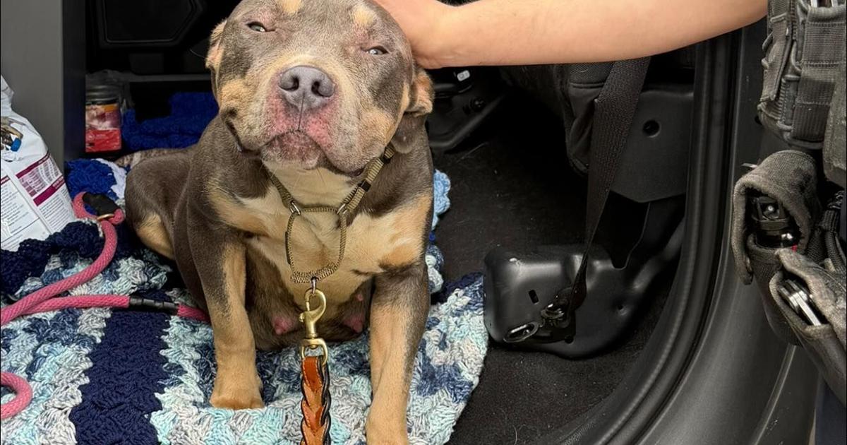Abandoned dog prepares to give birth in Wrentham