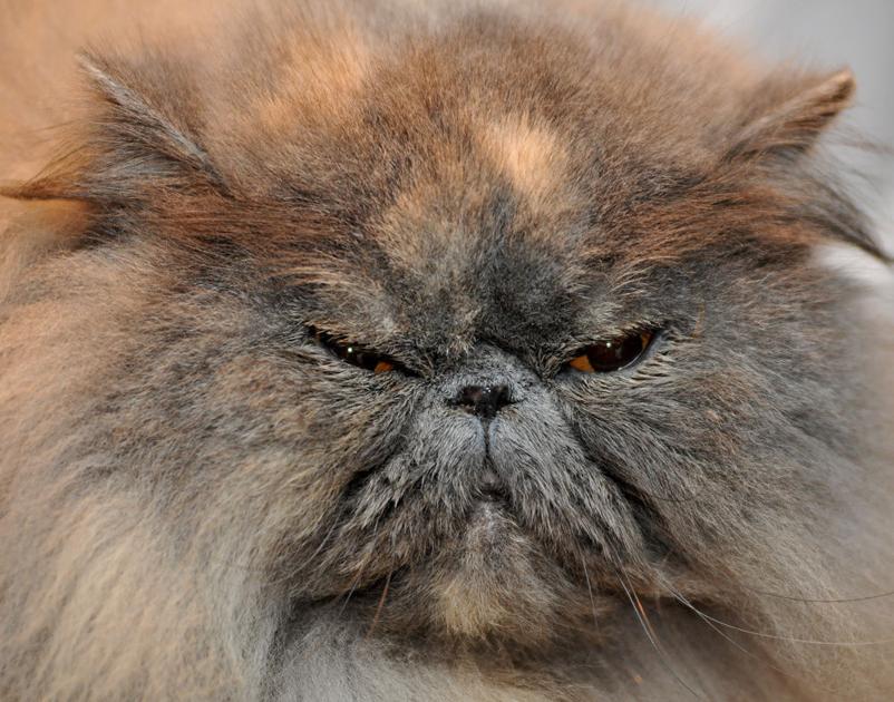  Ragdoll  Fanciers Cat  Club Winter Cat  Show  Gallery 