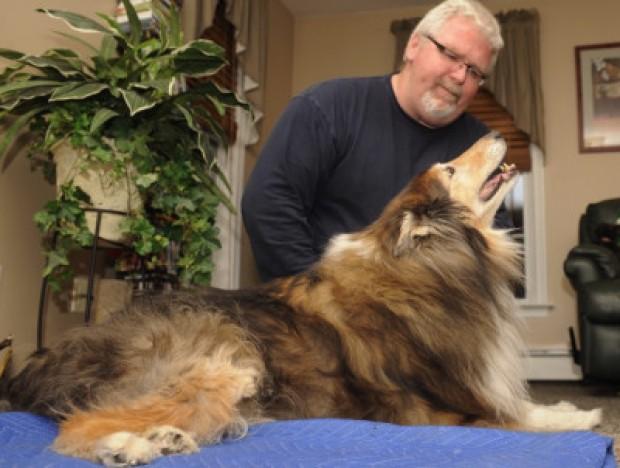 The Dog Rescuer Local News Thesunchronicle