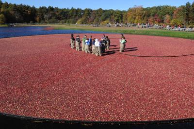 Cranberry harvest